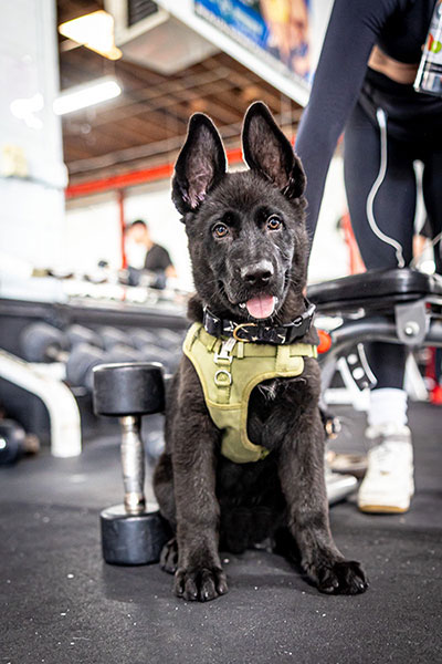 The gym's dog mascot sitting beside a dumbbell on the weight room floor